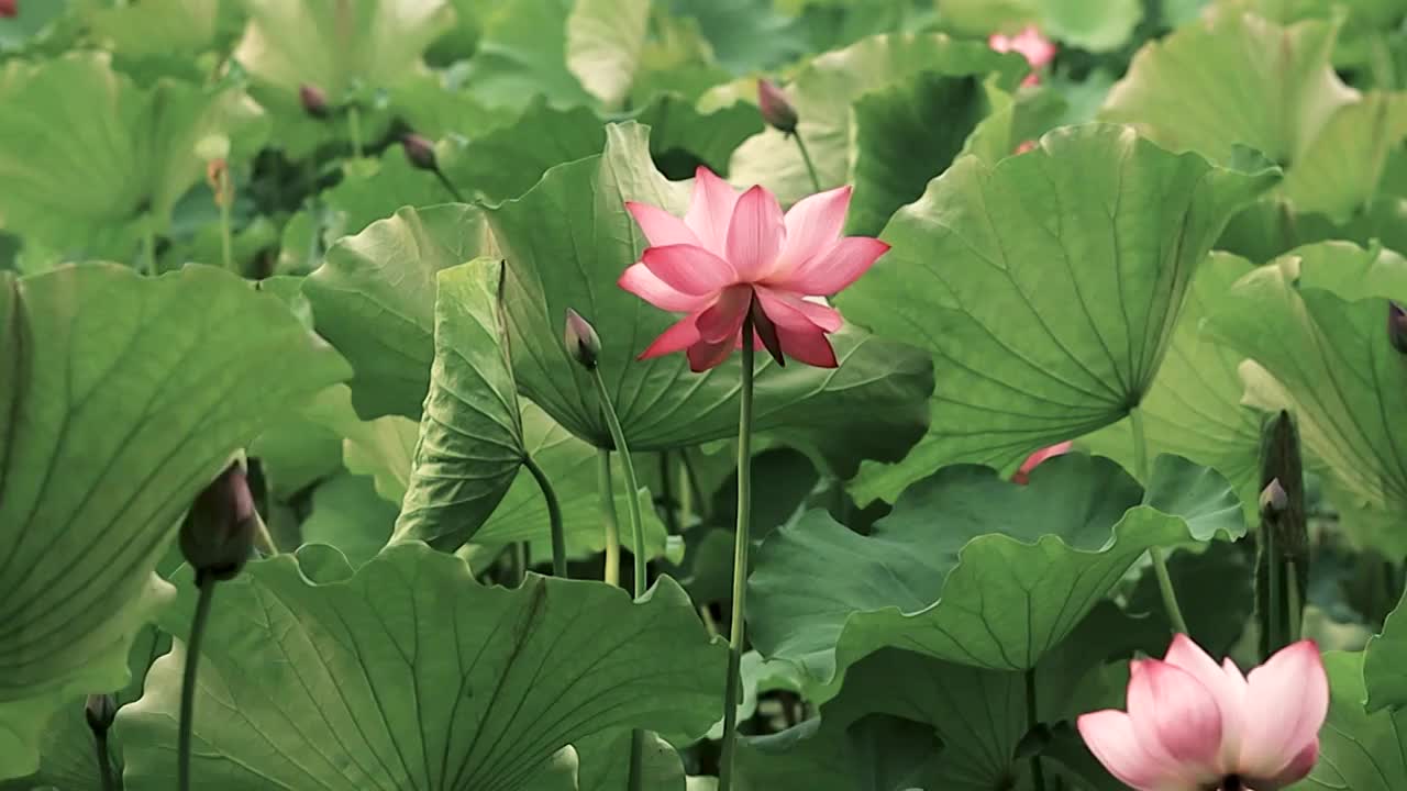 含苞欲放与盛开的荷花在茂盛的荷叶中的姿态视频素材