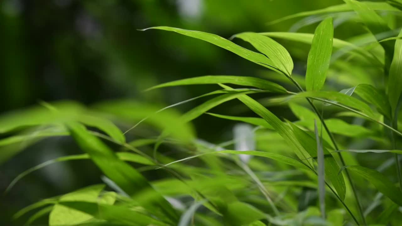 微风小草视频素材