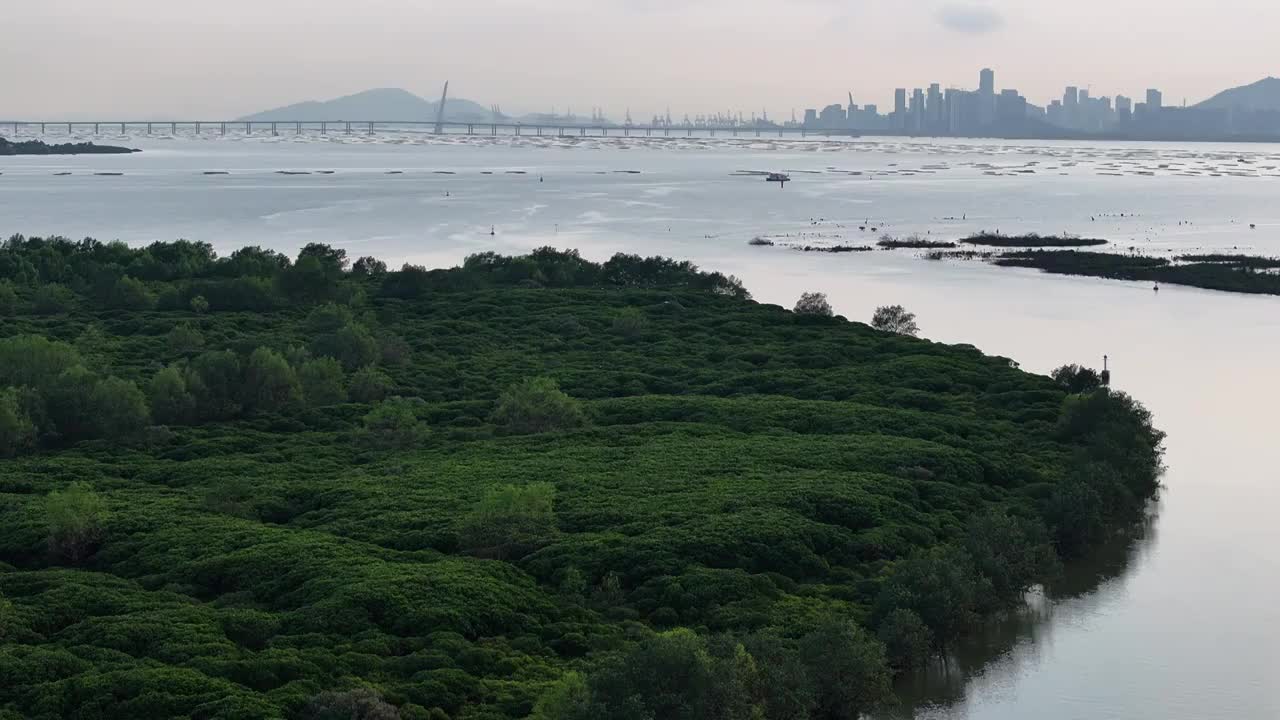 4K航拍深圳福田红树林湿地保护区视频素材