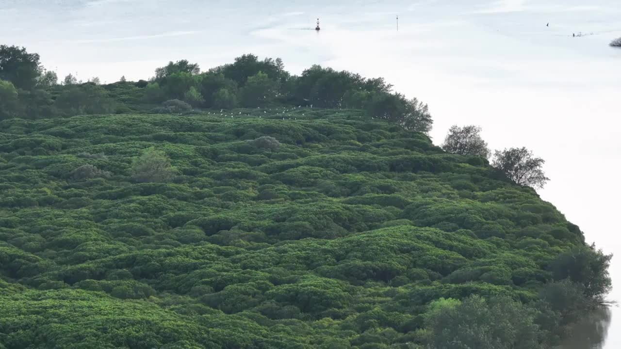 4K航拍深圳福田红树林湿地保护区视频素材