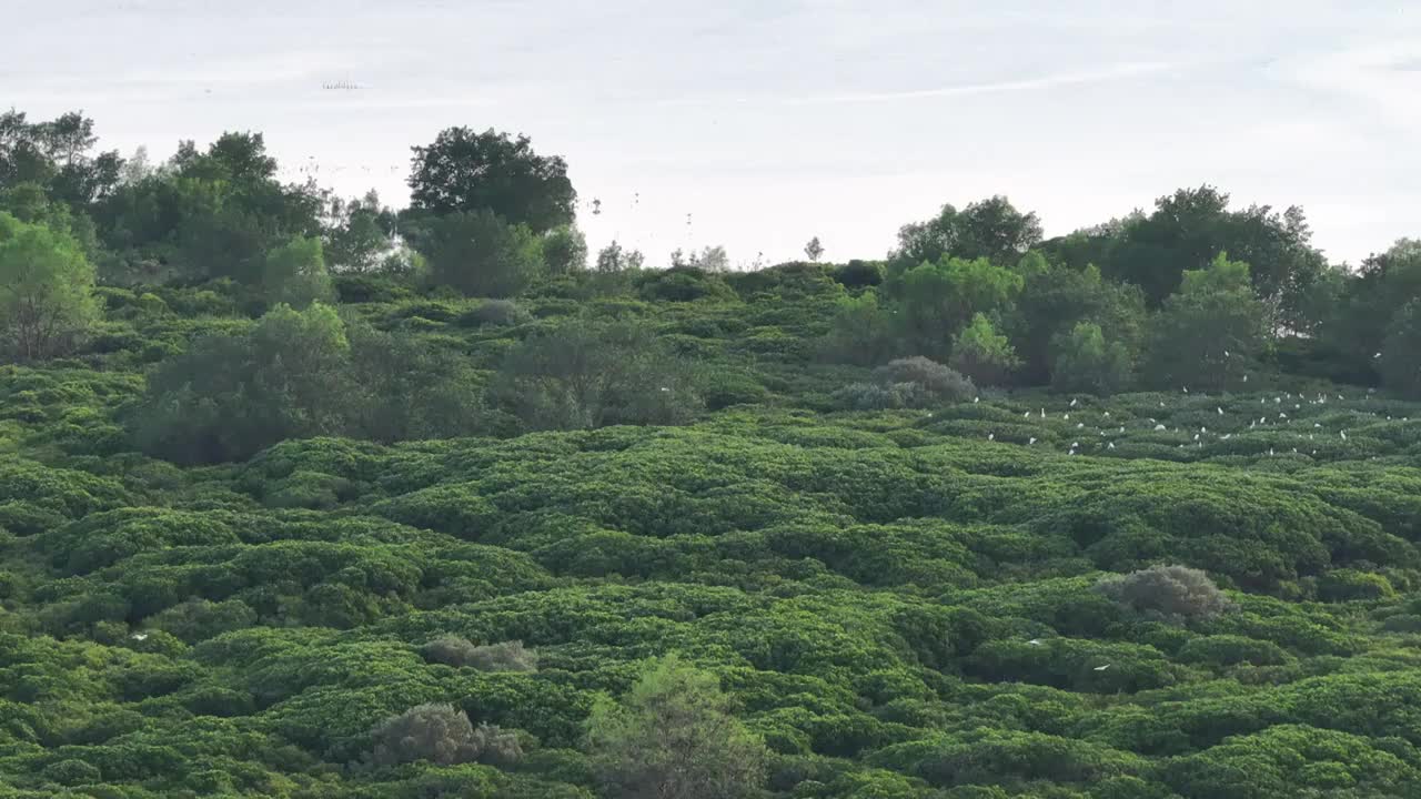 4K航拍深圳福田红树林湿地保护区视频素材