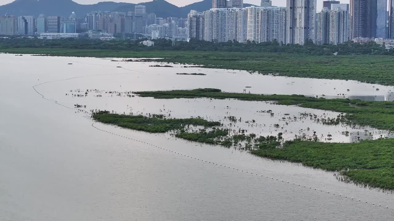 4K航拍深圳福田红树林湿地保护区视频素材