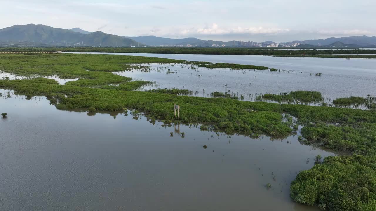 4K航拍深圳福田红树林湿地保护区视频素材