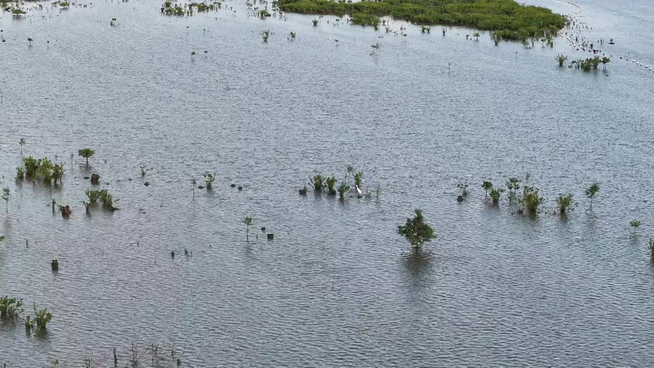 4K航拍深圳福田红树林湿地保护区视频素材