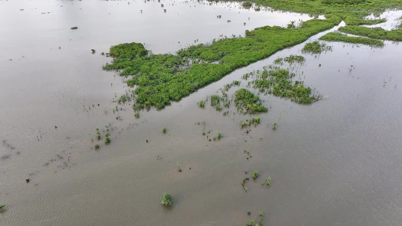 4K航拍深圳福田红树林湿地保护区视频素材