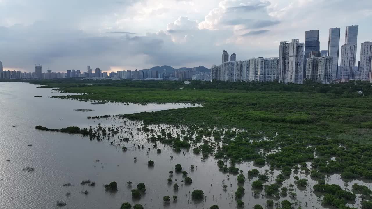 4K航拍深圳福田红树林湿地保护区视频素材