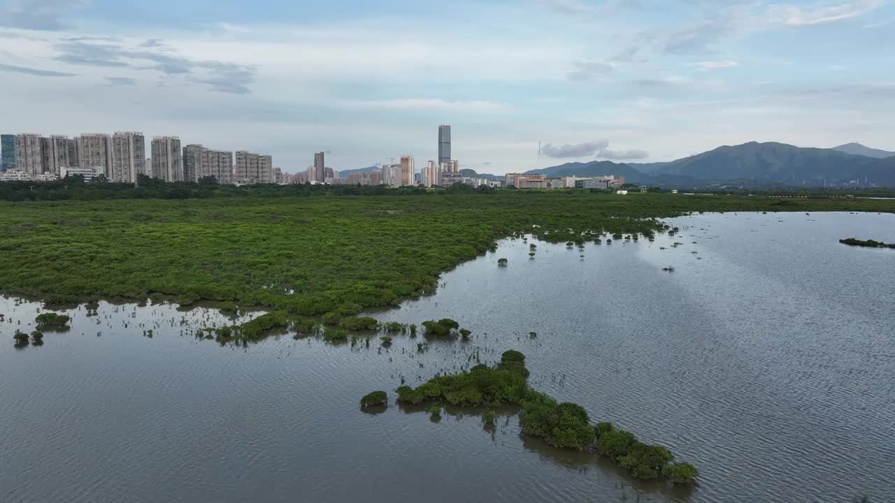 4K航拍深圳福田红树林湿地保护区视频素材