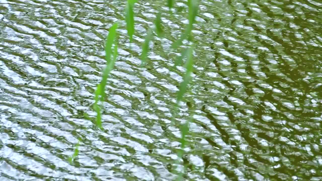 风吹水面层层波浪碧波荡漾阳光反射倒影视频素材