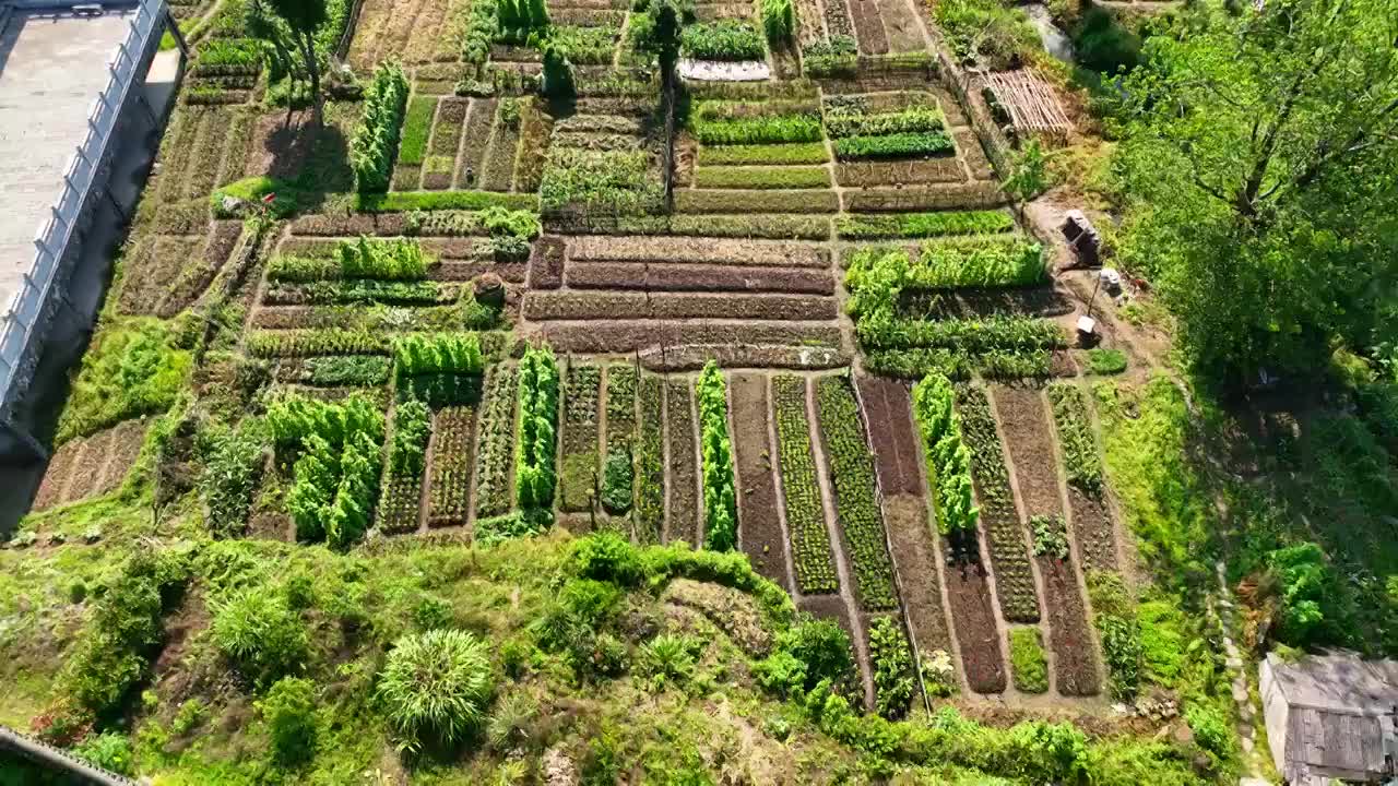 航拍安徽黟县宏村景区种植园视频素材