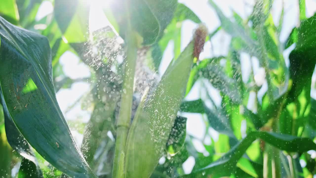 玉米农业丰收粮食雨滴水滴下雨农田收获丰收视频素材