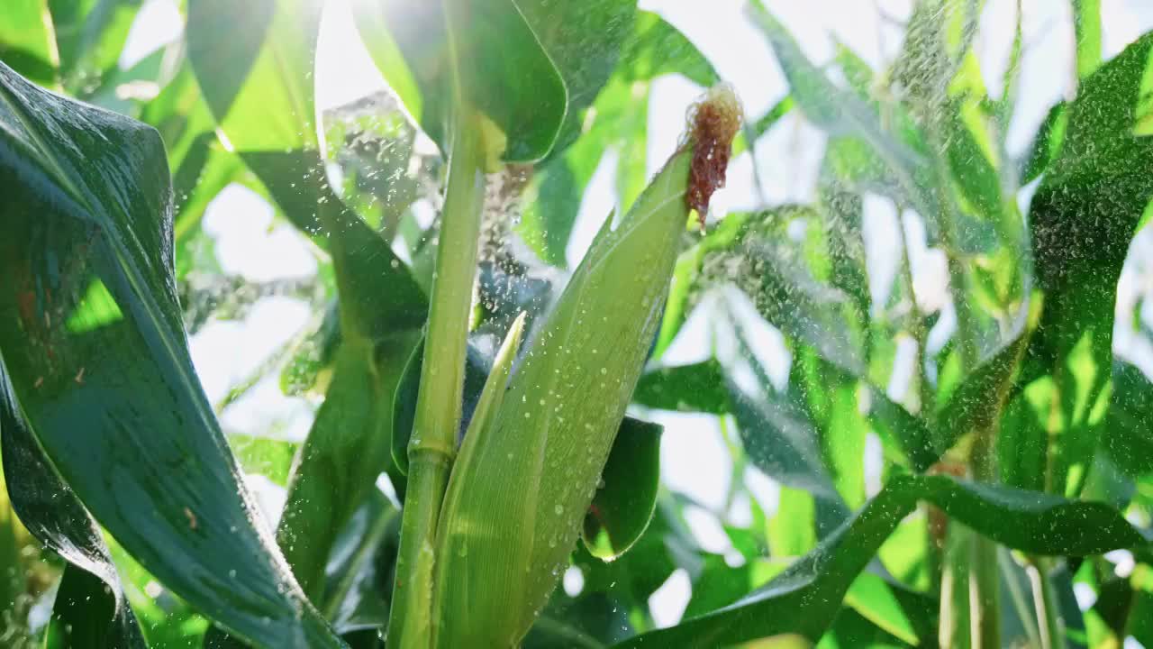 玉米农业丰收粮食雨滴水滴下雨农田收获丰收视频素材