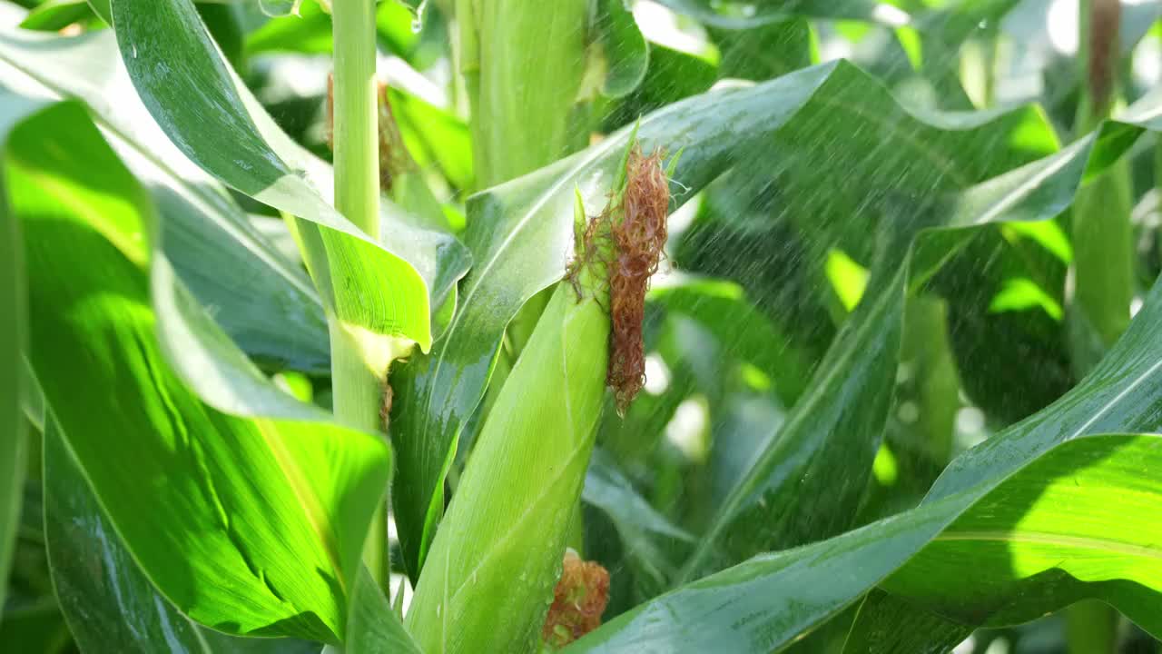 玉米农业丰收粮食雨滴水滴下雨农田收获丰收视频素材