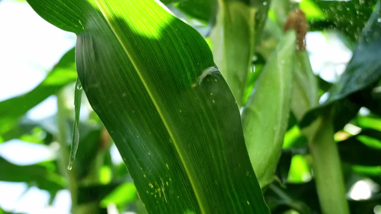 玉米农业丰收粮食雨滴水滴下雨农田收获丰收视频素材