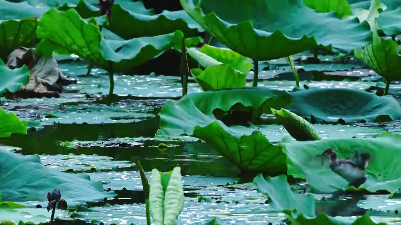 荷塘里水鸟在荷叶上尽情嬉戏舞动视频素材画面1