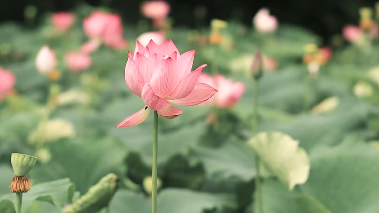 艳而不妖的荷花，淡雅的诗情画意视频素材