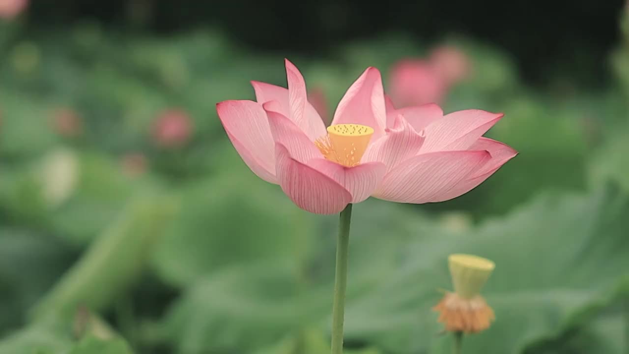 颤颤巍巍的荷花花瓣在风中轻舞视频素材