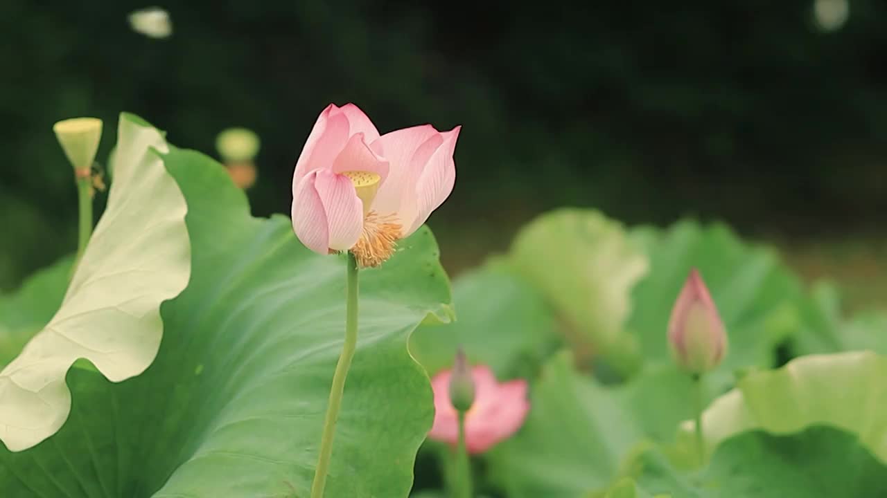 随风轻舞的荷叶姿态视频素材