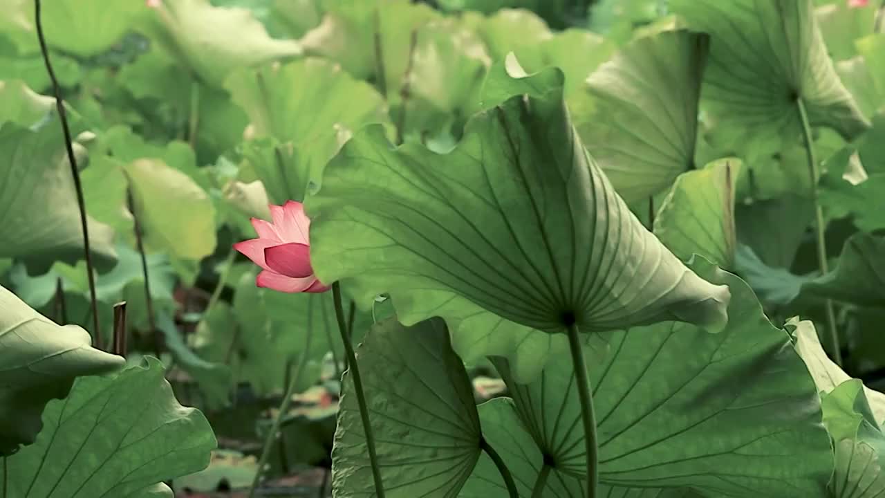 藏在荷叶背后的荷花视频素材