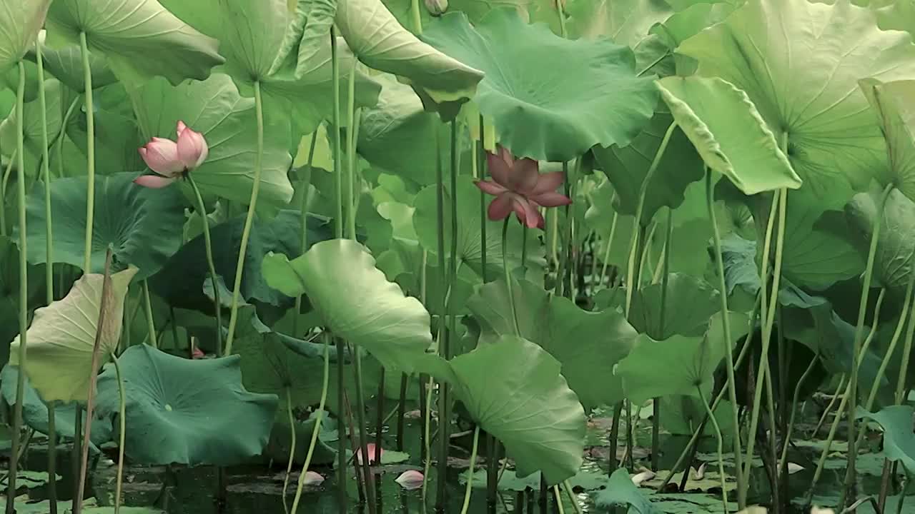 随风摇曳的荷叶下藏着几朵荷花视频素材