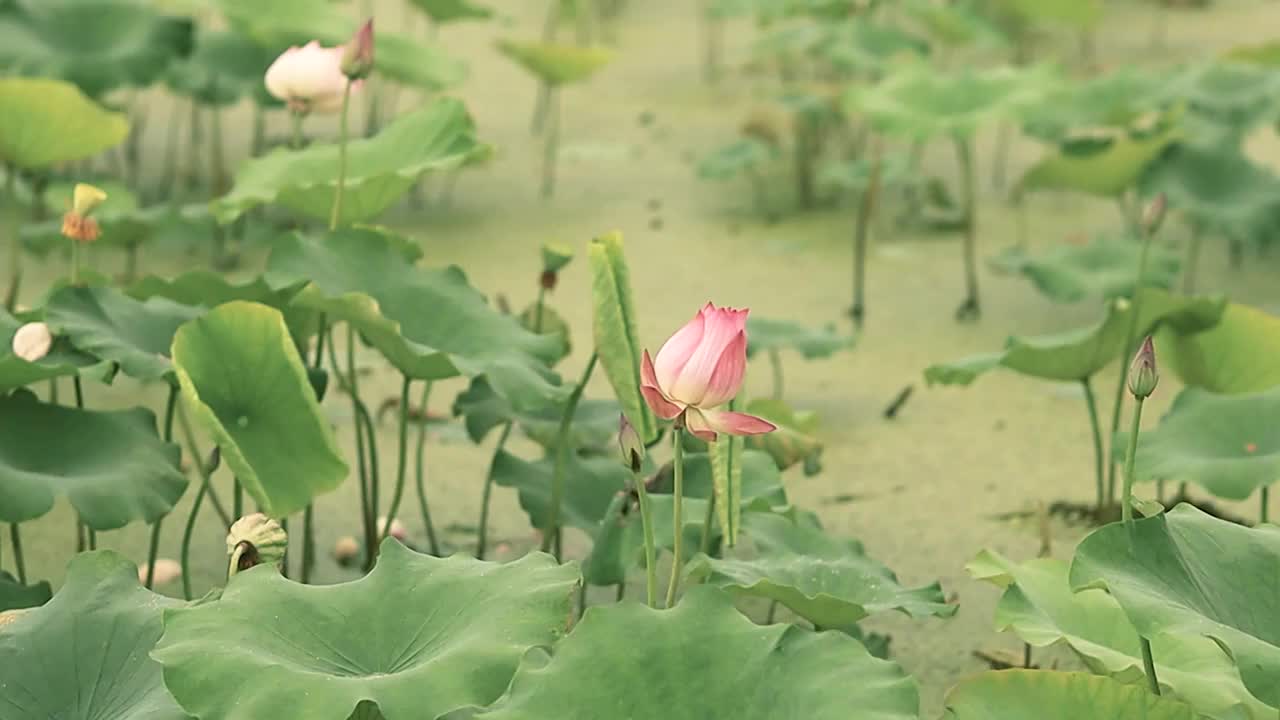 荷塘中的荷花与荷叶犹如一幅美丽的画卷视频素材