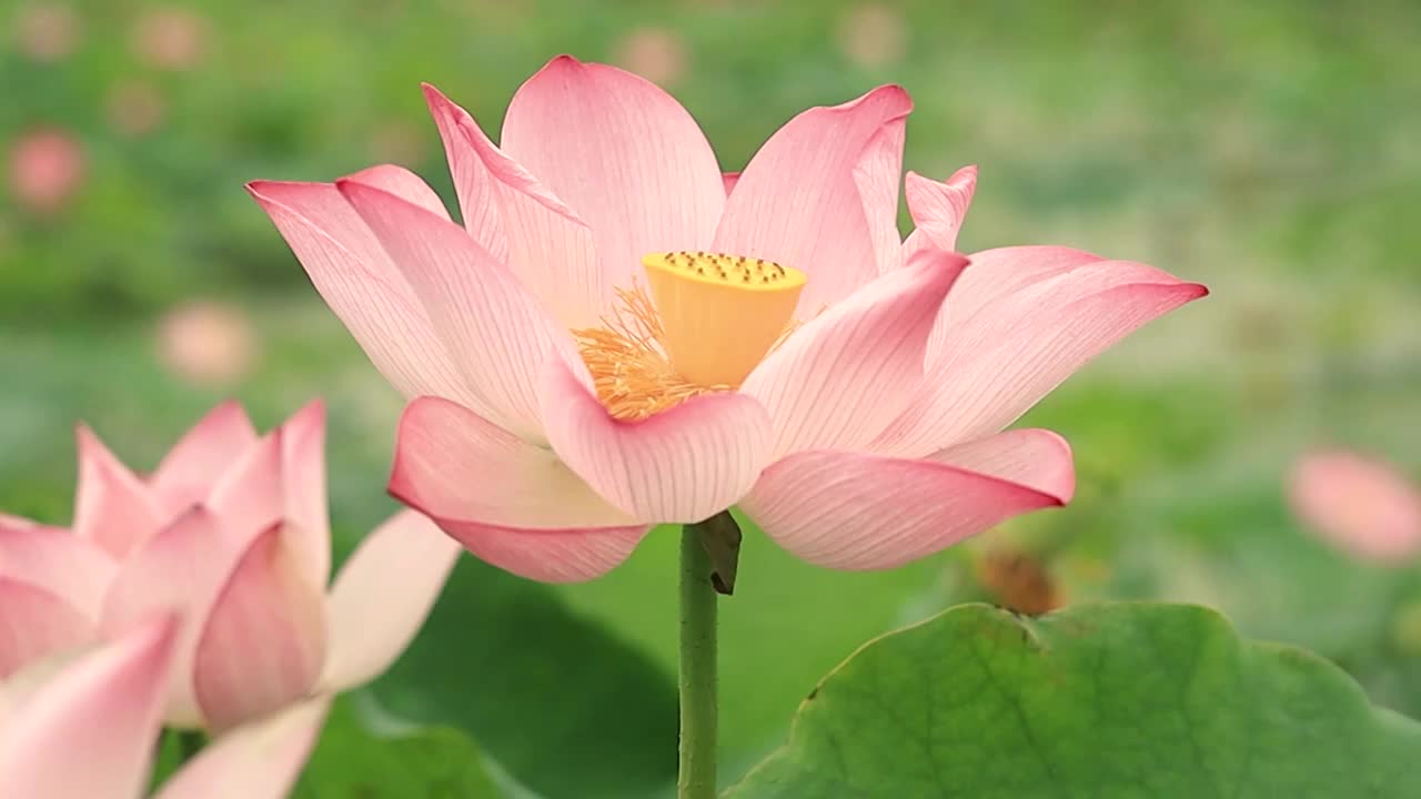 荷花花头特写，一只蜂蜜在里面飞舞采蜜视频素材