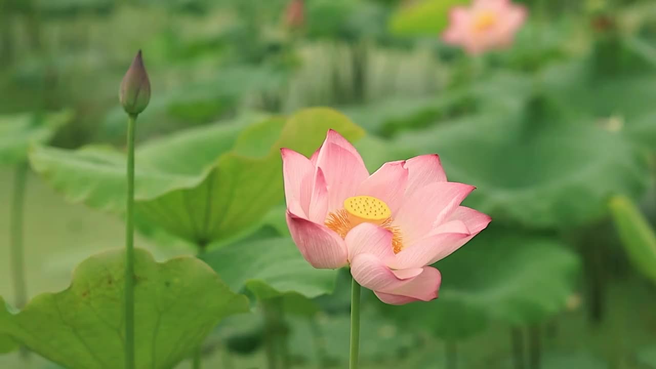 亭亭玉立的荷花盛开的特写视频素材