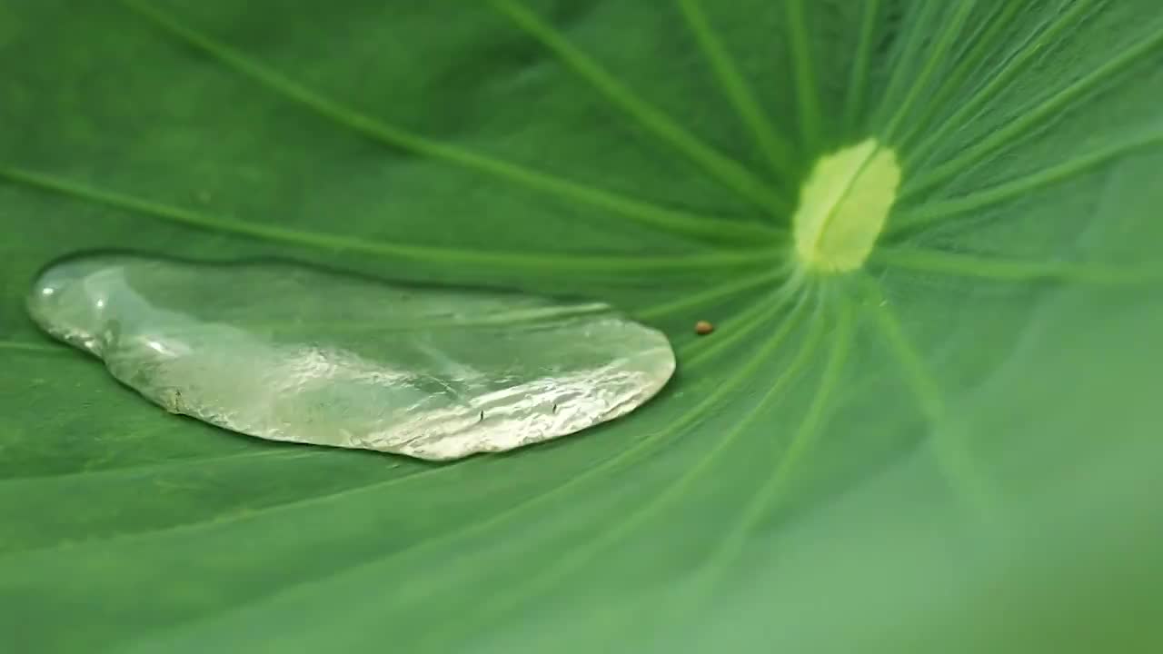 绿色荷叶中滚落的水珠视频素材