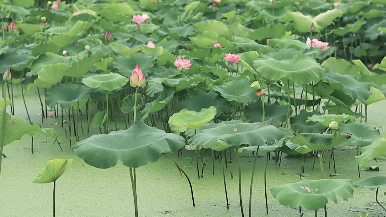 荷塘中婀娜多姿荷花与荷叶视频素材