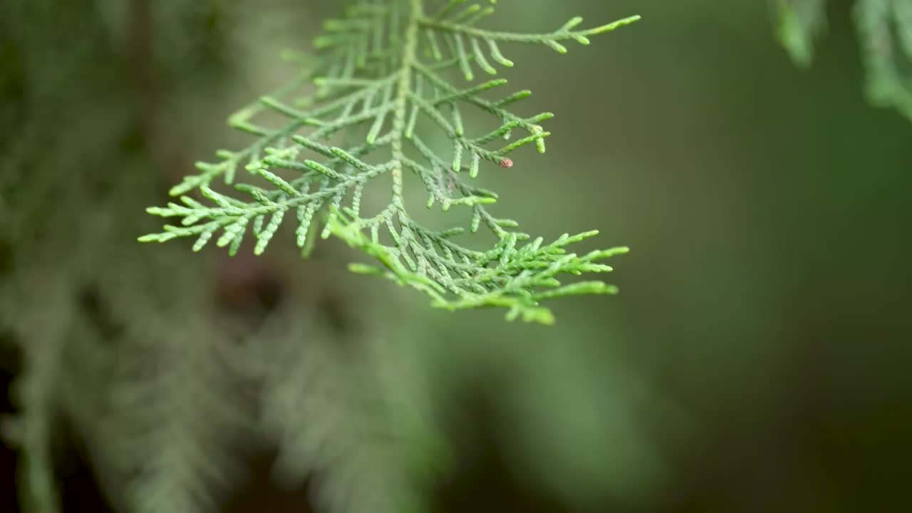 绿色树叶特写视频素材