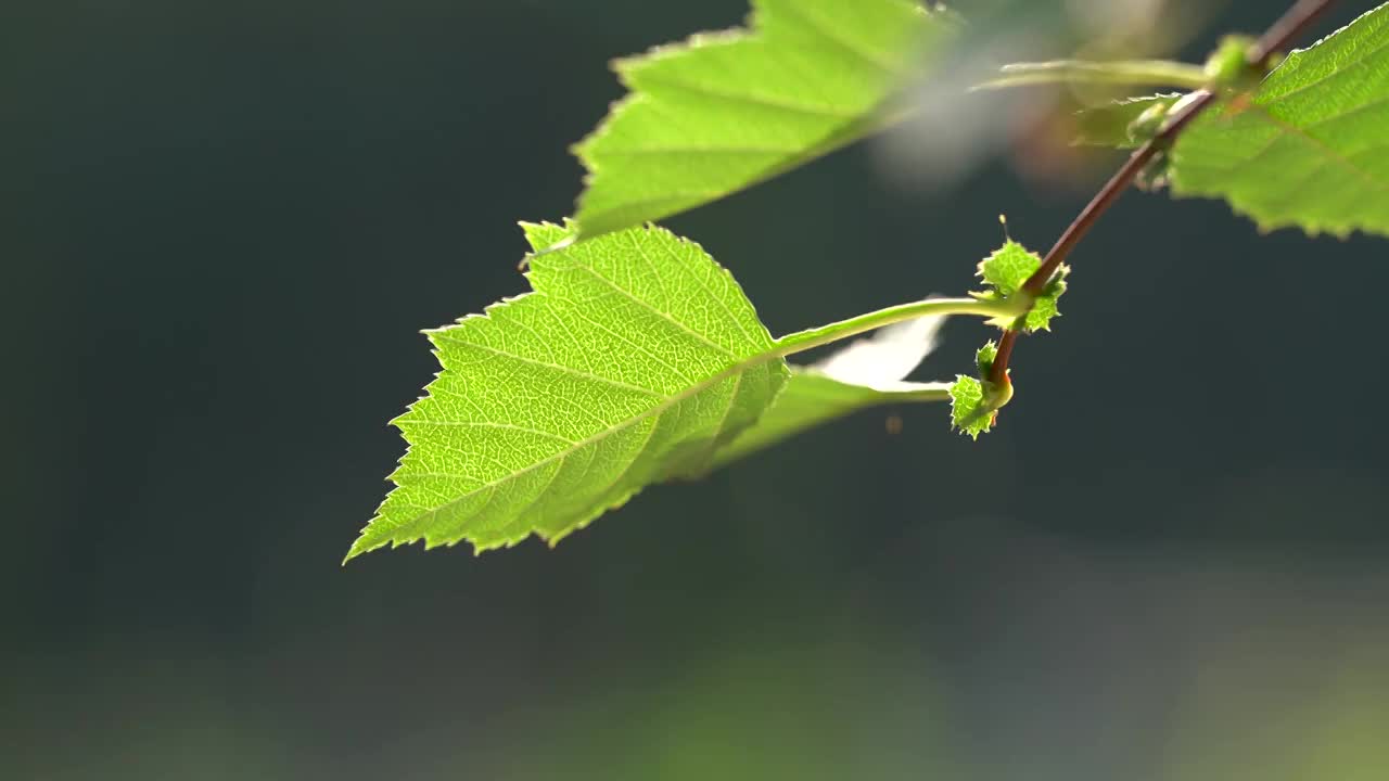 绿色树叶特写视频素材