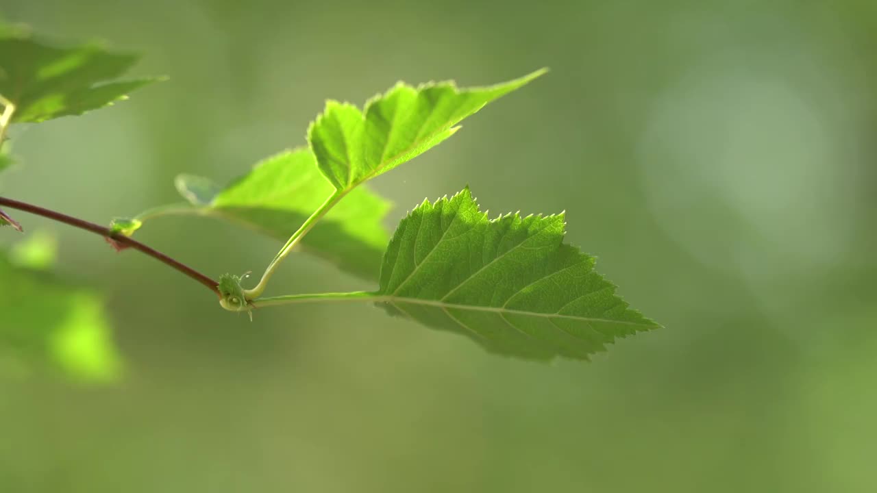 绿色树叶特写视频素材