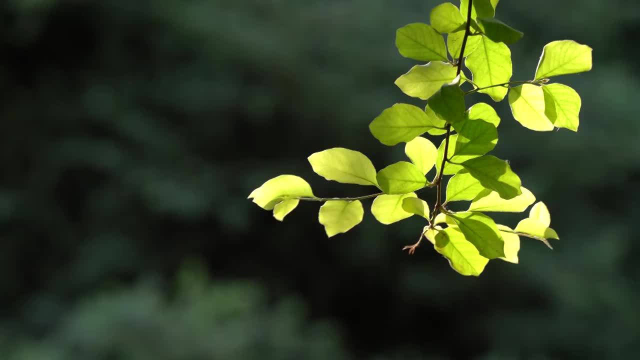 夏天树叶逆光空境视频素材