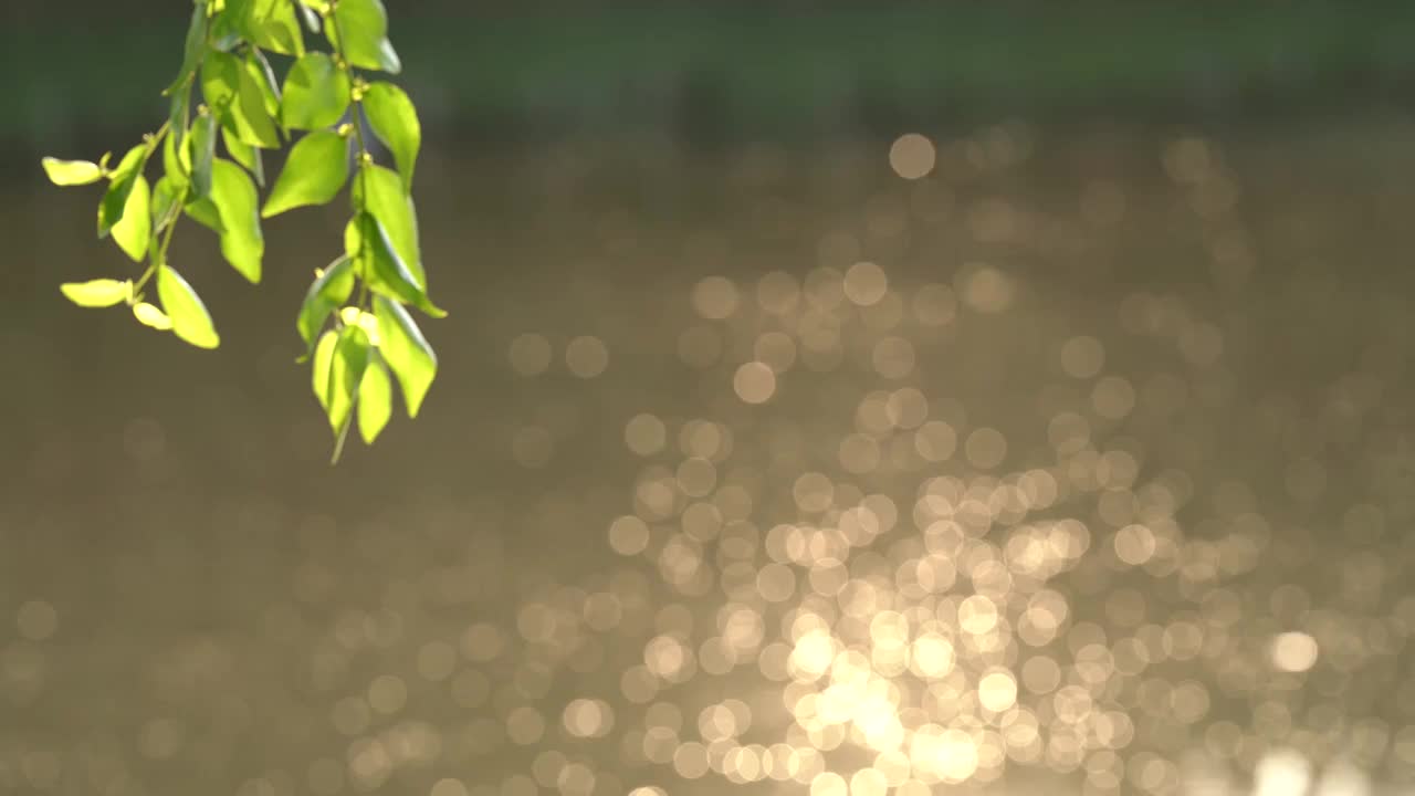 夏天树叶逆光视频素材