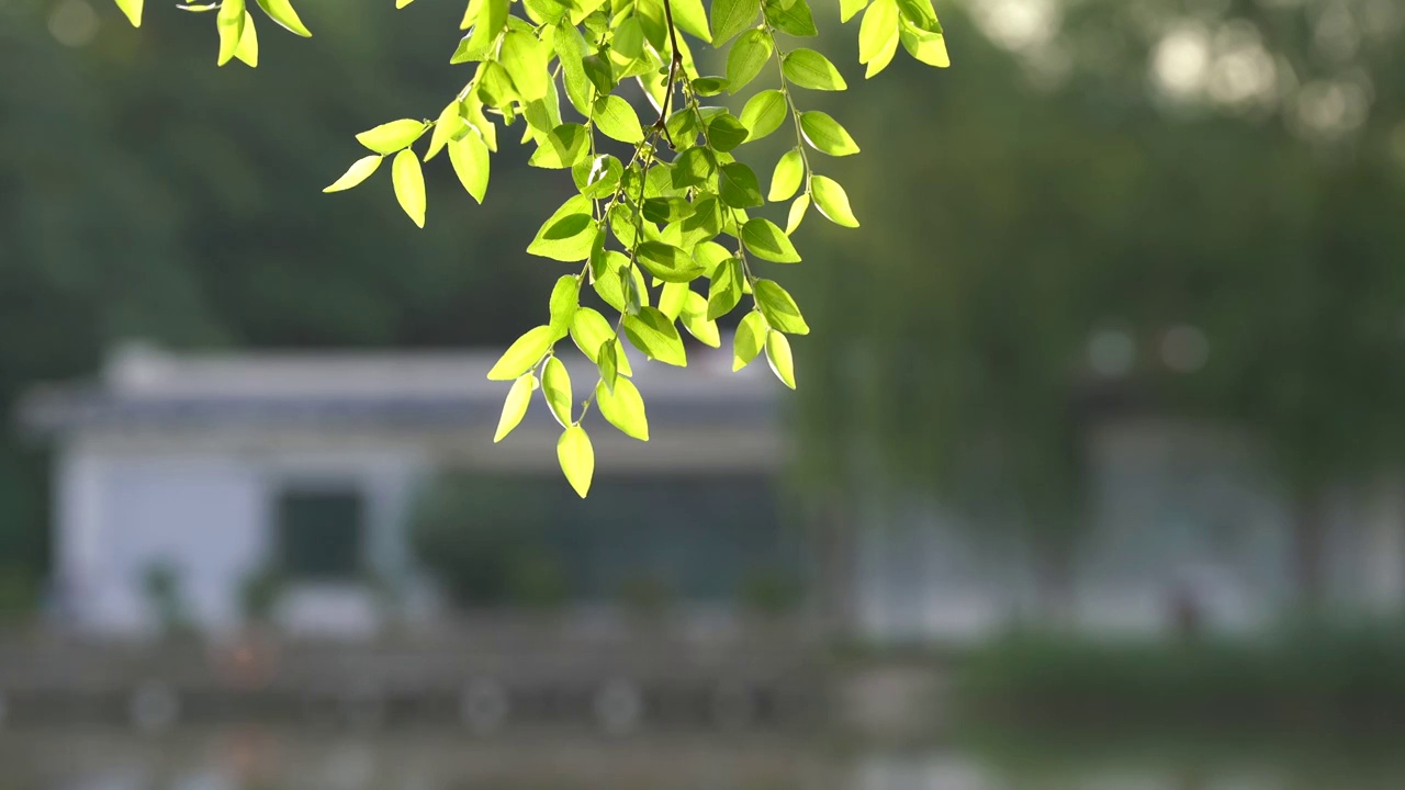 夏天树叶逆光视频素材