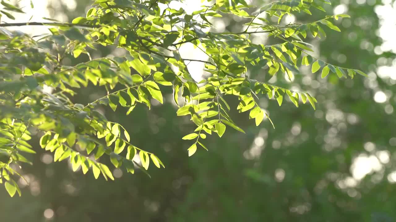 夏天槐树叶随风飘摇视频素材