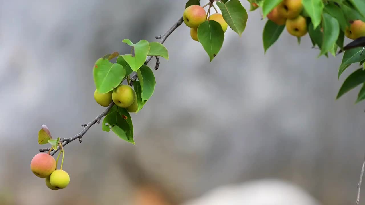 梨   丰收的果实视频素材