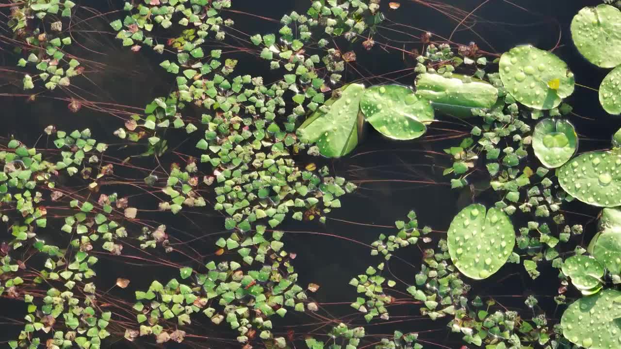 北京怀柔水库夏天水草航拍视频素材