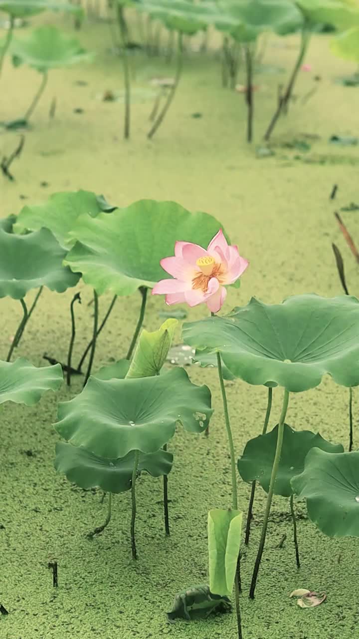 莲花的高洁淡雅而不妖的古典美视频素材