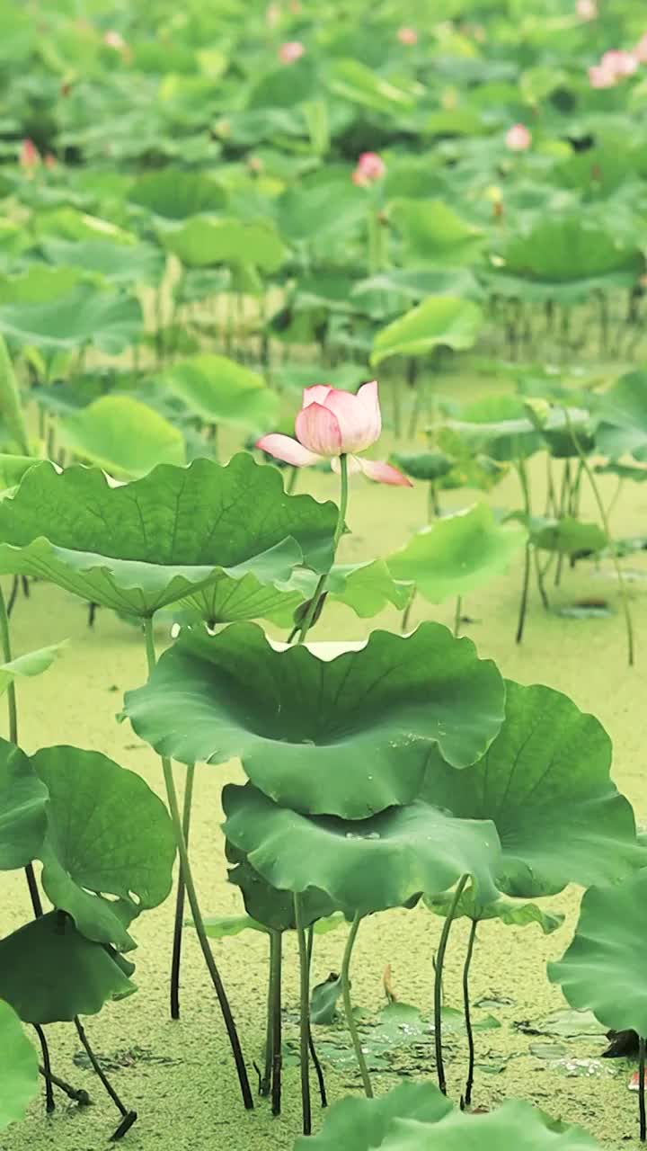 雨天微风中的荷花与荷叶摇曳的姿态视频素材