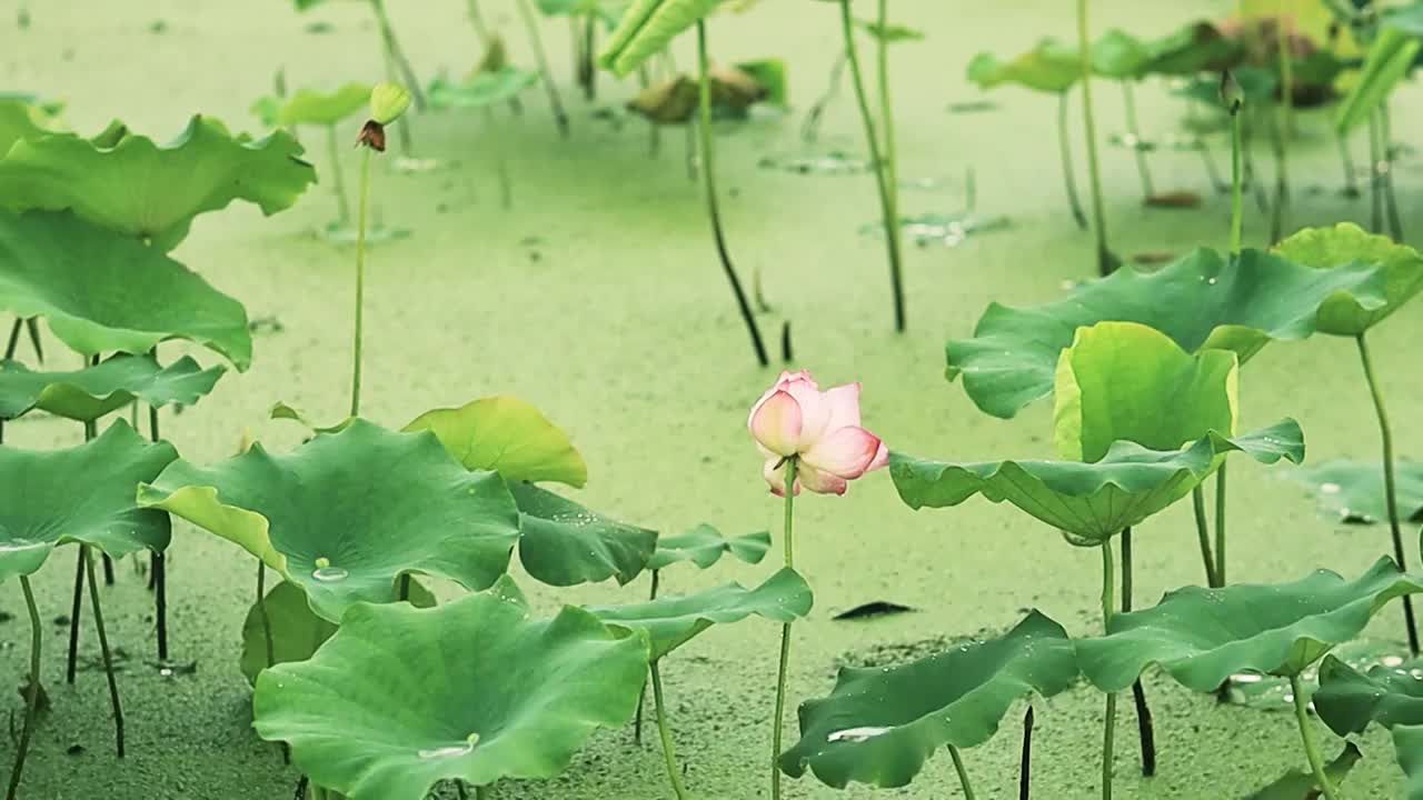 下雨天荷塘中荷花荷叶的状态视频素材