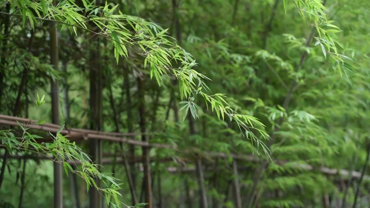 微风吹动竹子上的竹叶视频素材