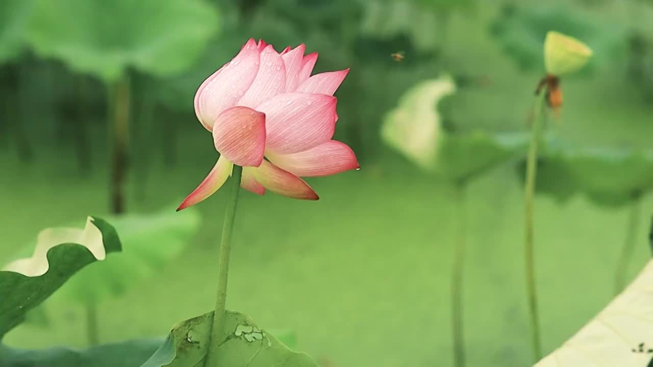 雨天荷塘氛围感，雨水在洒落，一只远处的蜜蜂在荷花边飞舞视频素材