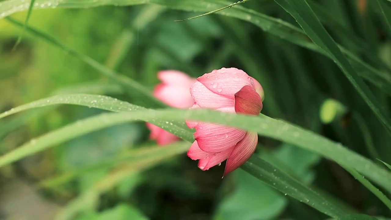 下雨天绿色草丛从荷花姿态视频素材