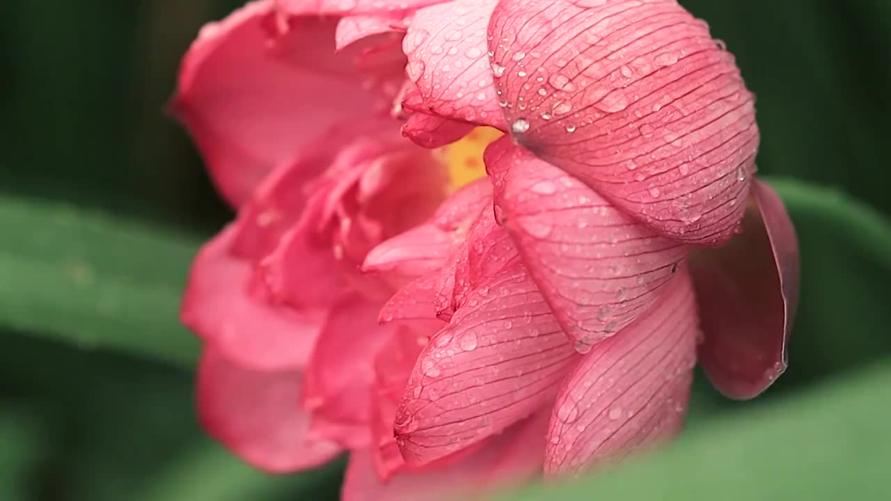 大风吹来草丛中的荷花，雨水纷纷洒落视频素材