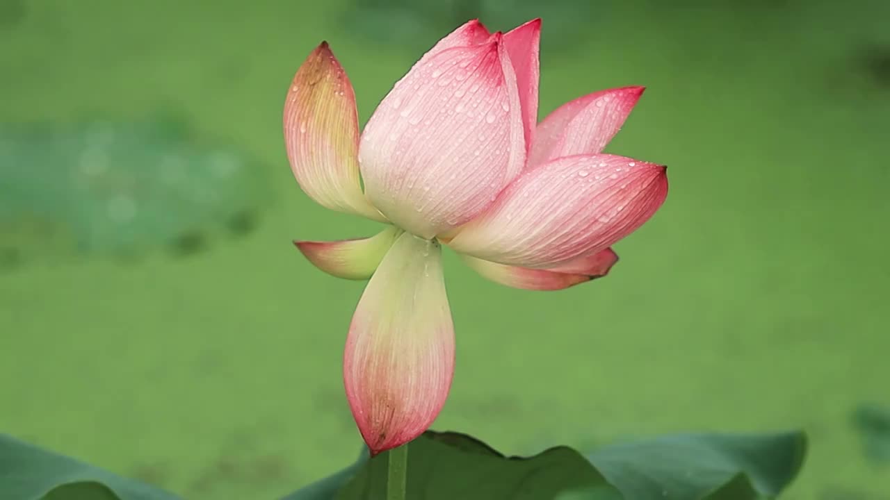 下雨天沾满雨水的荷花在风中摇曳视频素材