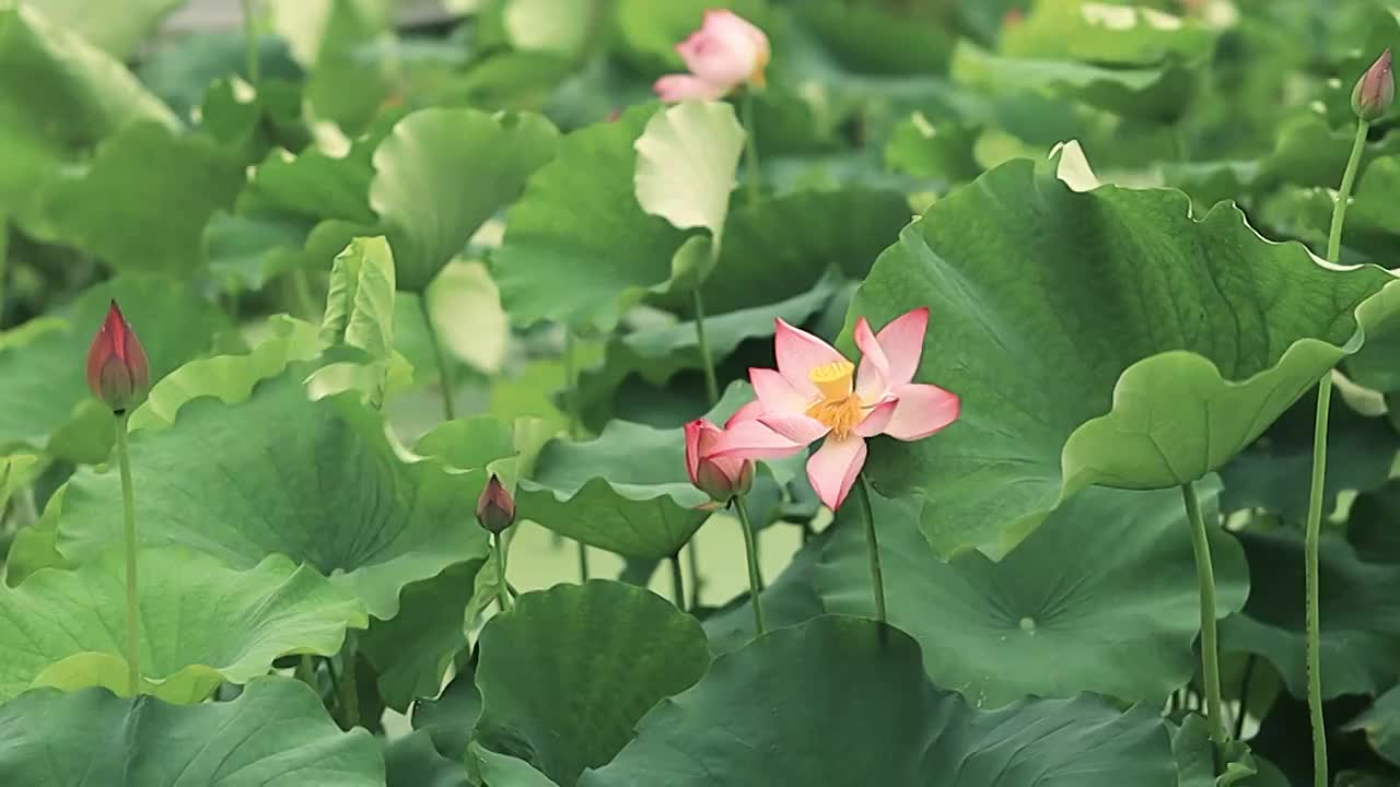 风雨中荷花荷叶上的雨水在洒落视频素材