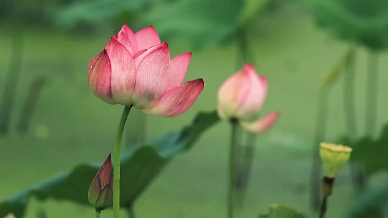 雨天的荷塘，雨水从荷花上洒落视频素材