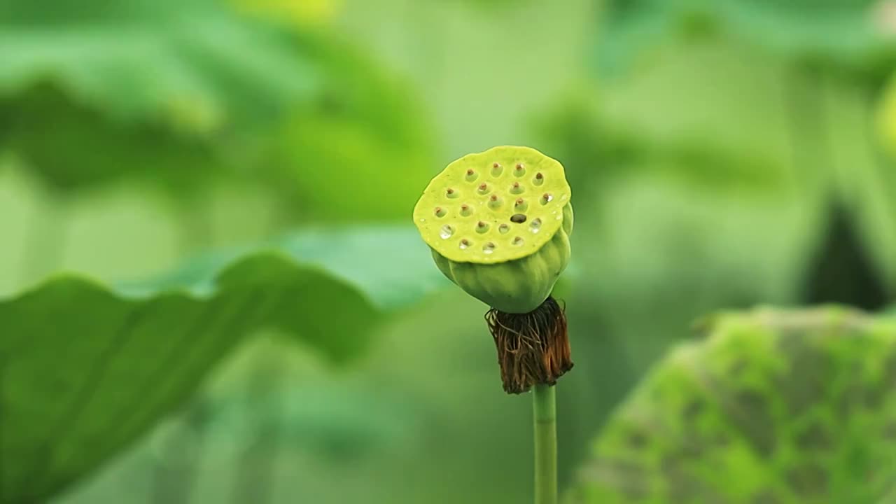 雨天的莲蓬，莲子上都已一颗颗的小水珠在闪动视频素材