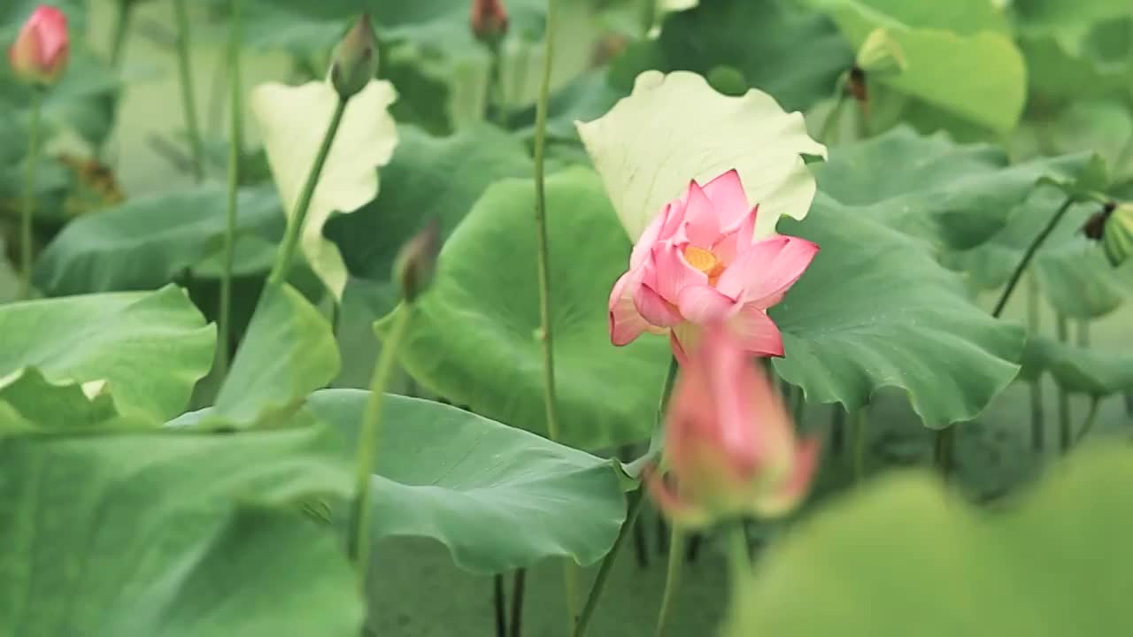 一阵风吹过，荷花荷叶上的中的雨水洒落的姿态视频素材