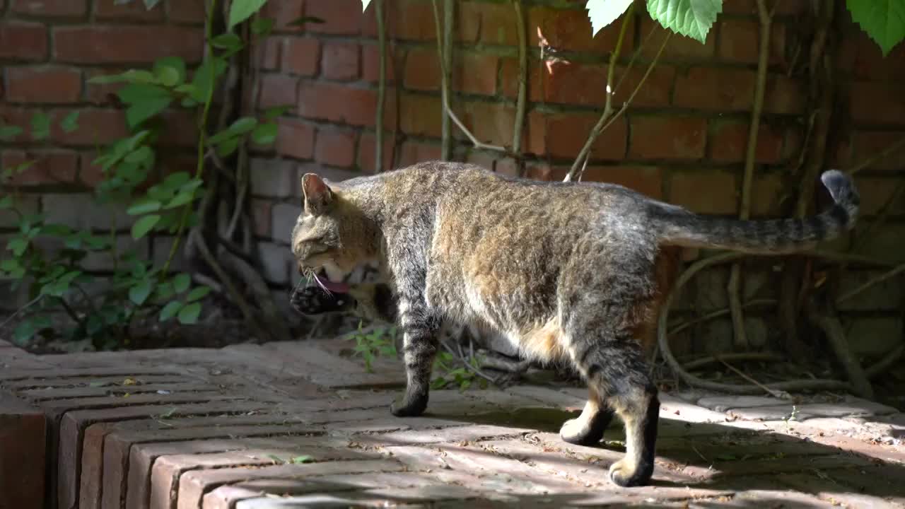 猫散步狸花猫街道走动视频素材